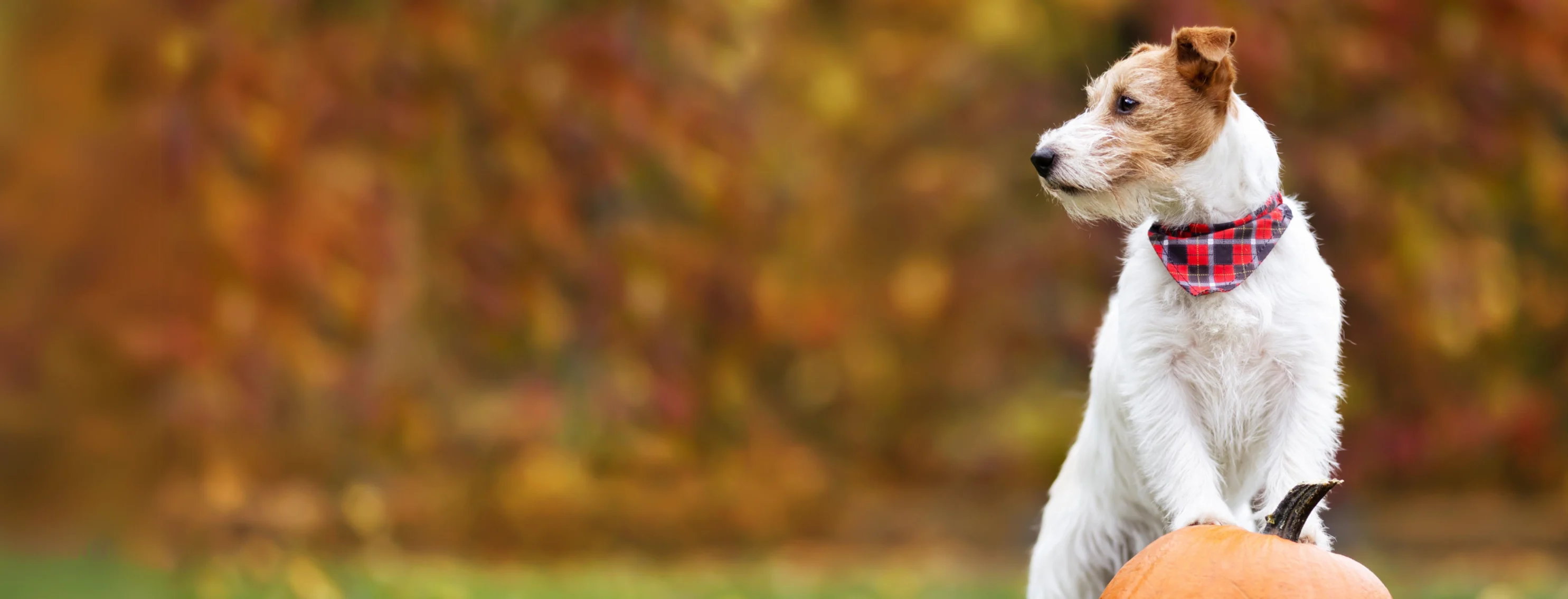 Dog with Paws on top of a Pumpkin Looking Left Dog with Paws on top of a Pumpkin Looking Left