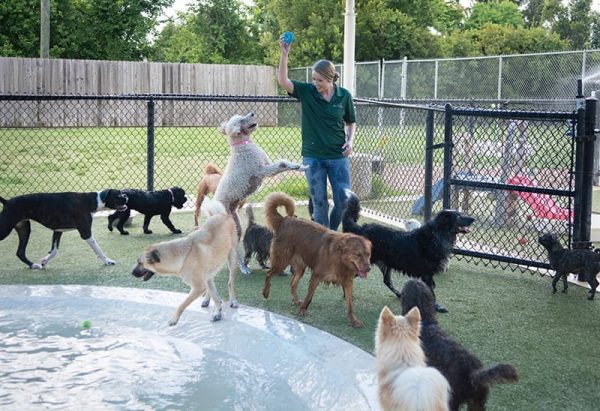 Staff with dogs outside