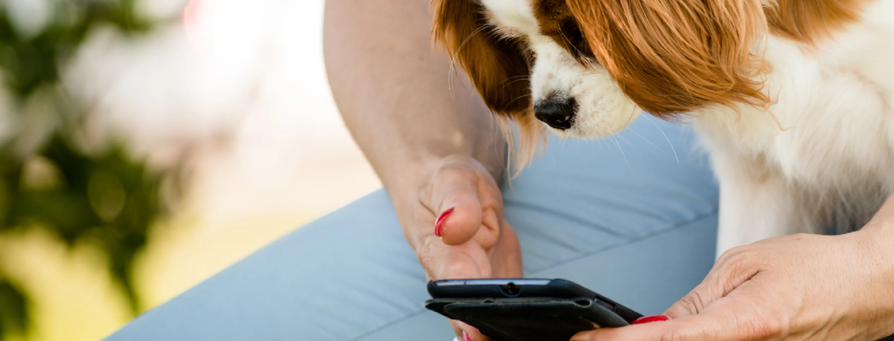 A person browsing their phone with a dog A person browsing their phone with a dog
