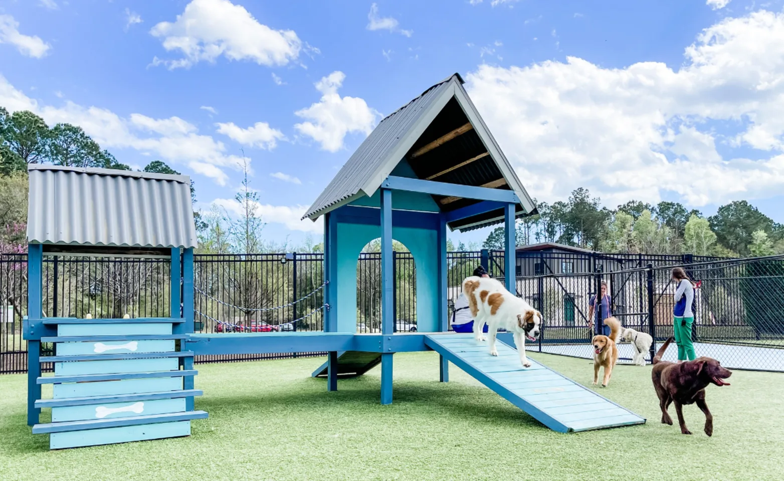 Dogs running around playing in the outside yard area Dogs running around playing in the outside yard area