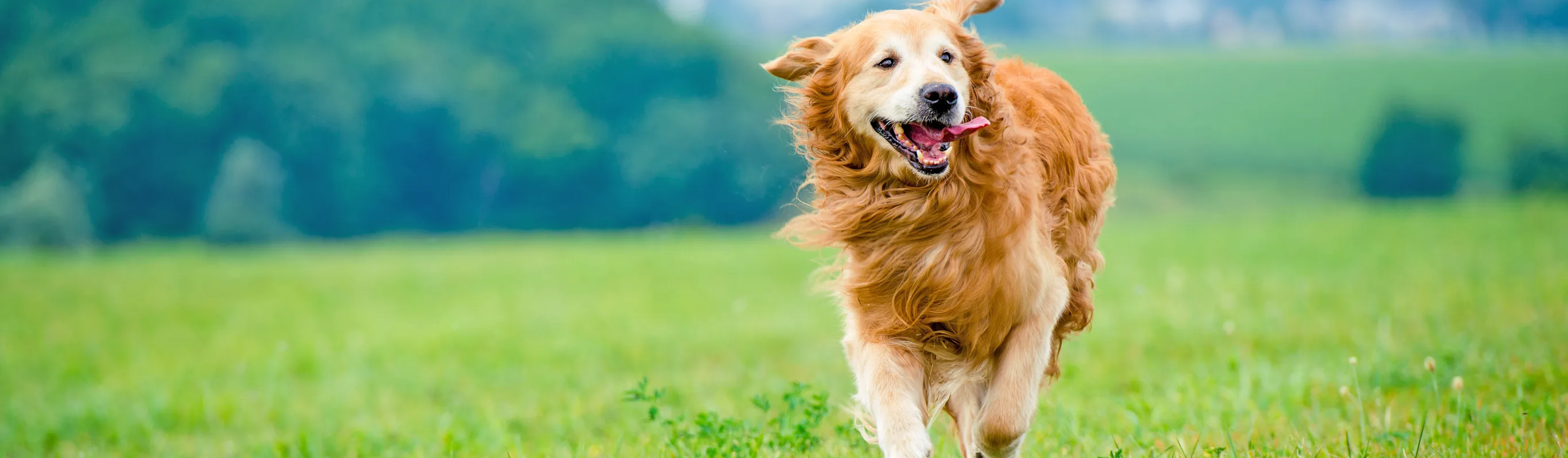 dog running on grass with tongue out