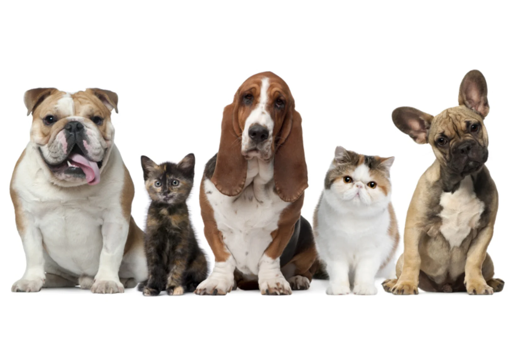 Cats & Dogs Sitting with a White BG Cats & Dogs Sitting with a White BG