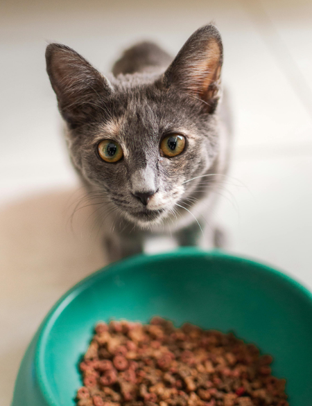 Grey cat looking up from green food bowl