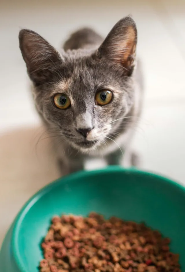 Grey cat looking up from green food bowl Grey cat looking up from green food bowl