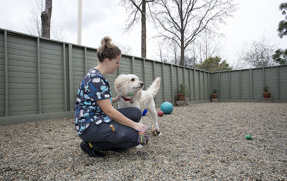 Outdoor play area at Goldorado Animal Hospital