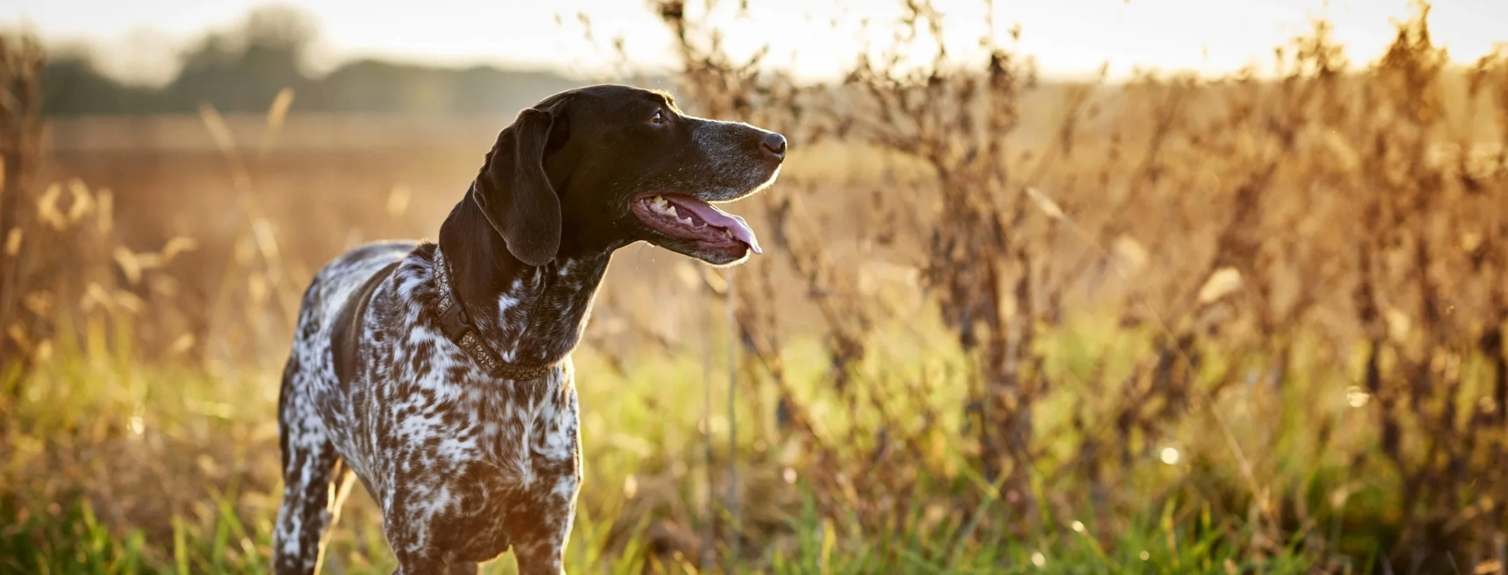 dog in the field dog in the field