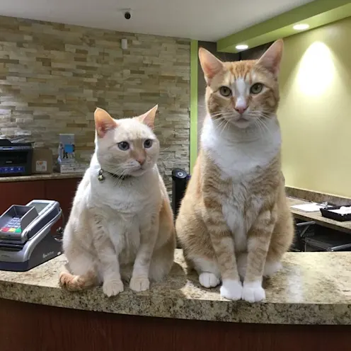 Front Desk Front Desk