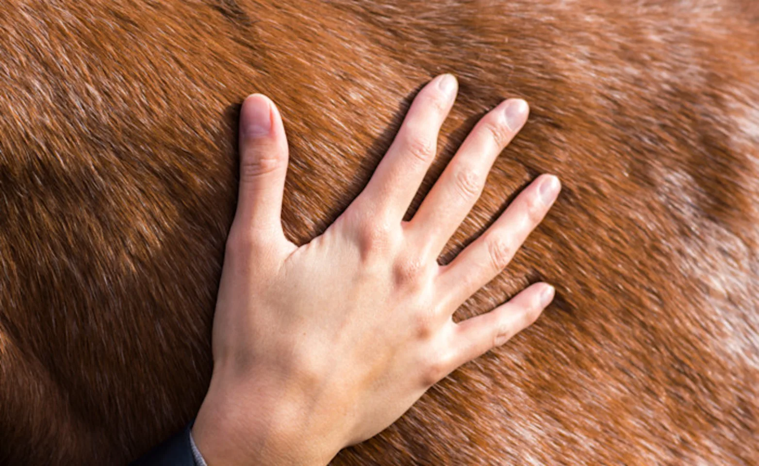 Veterinarian with cat Veterinarian with cat