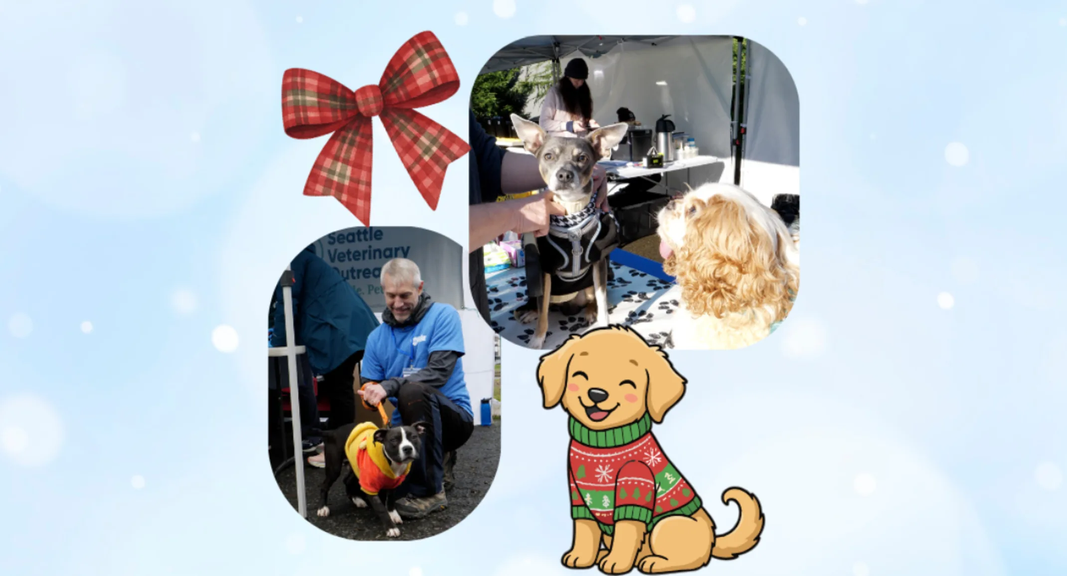 Donate Dog Sweater Event Donate Dog Sweater Event