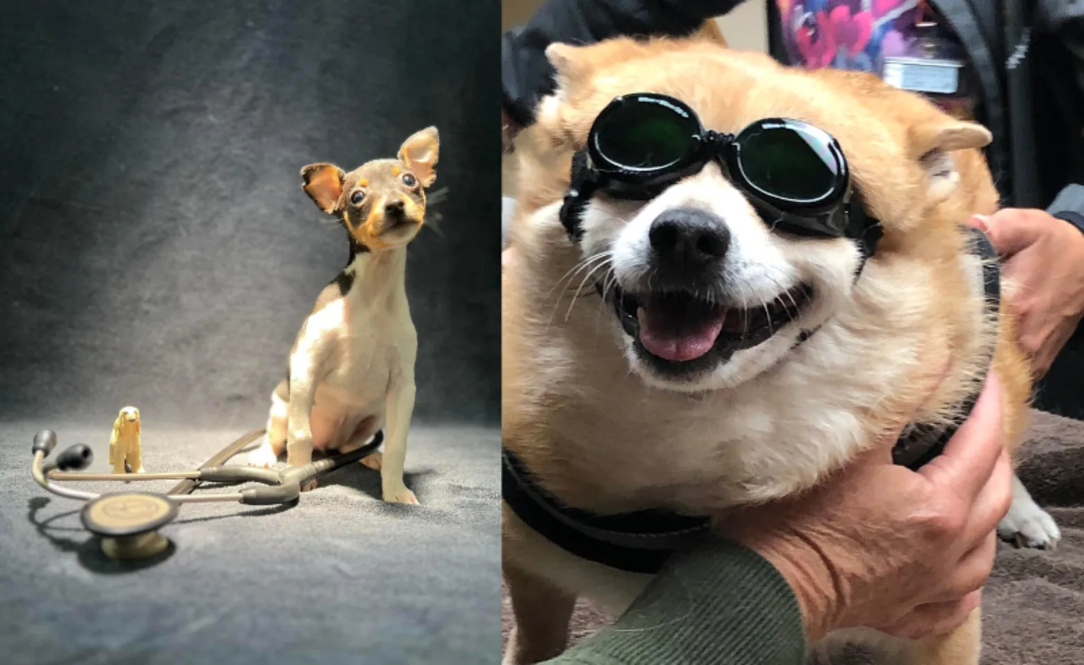 2 Dogs 2 Dogs