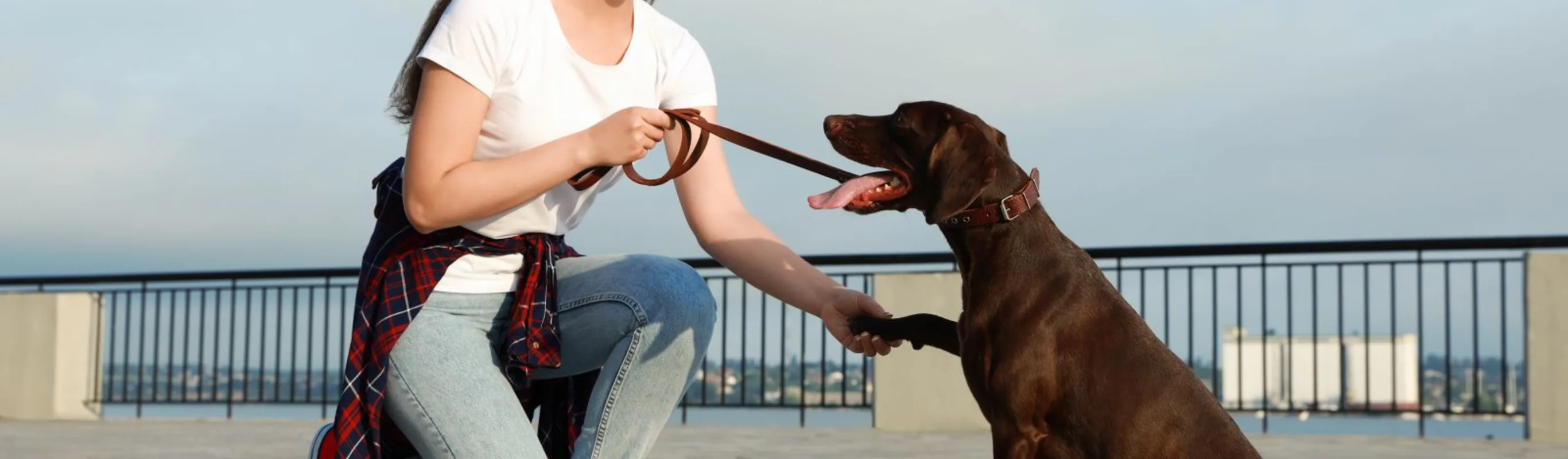 Woman holding leashed dogs paw outside Woman holding leashed dogs paw outside