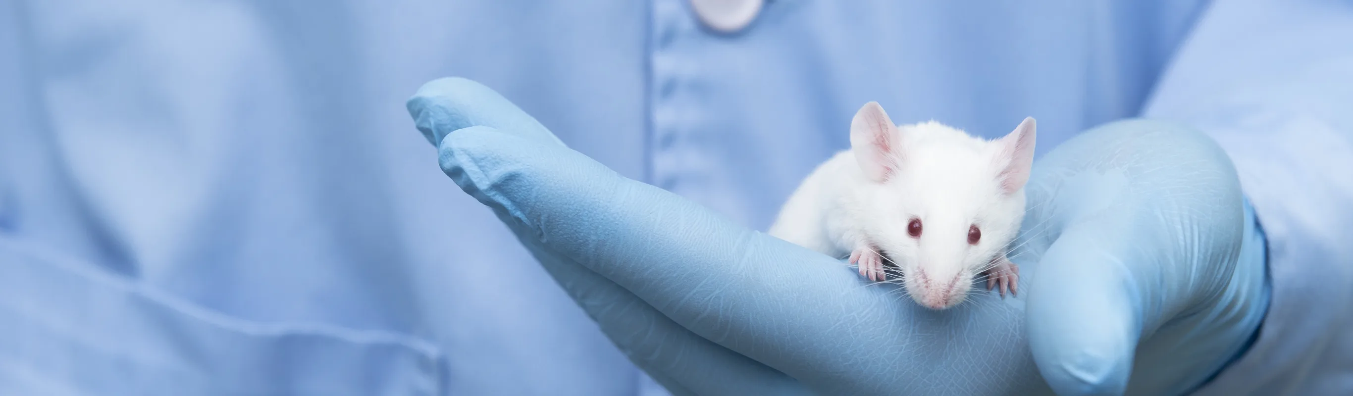 Mouse being held in hands