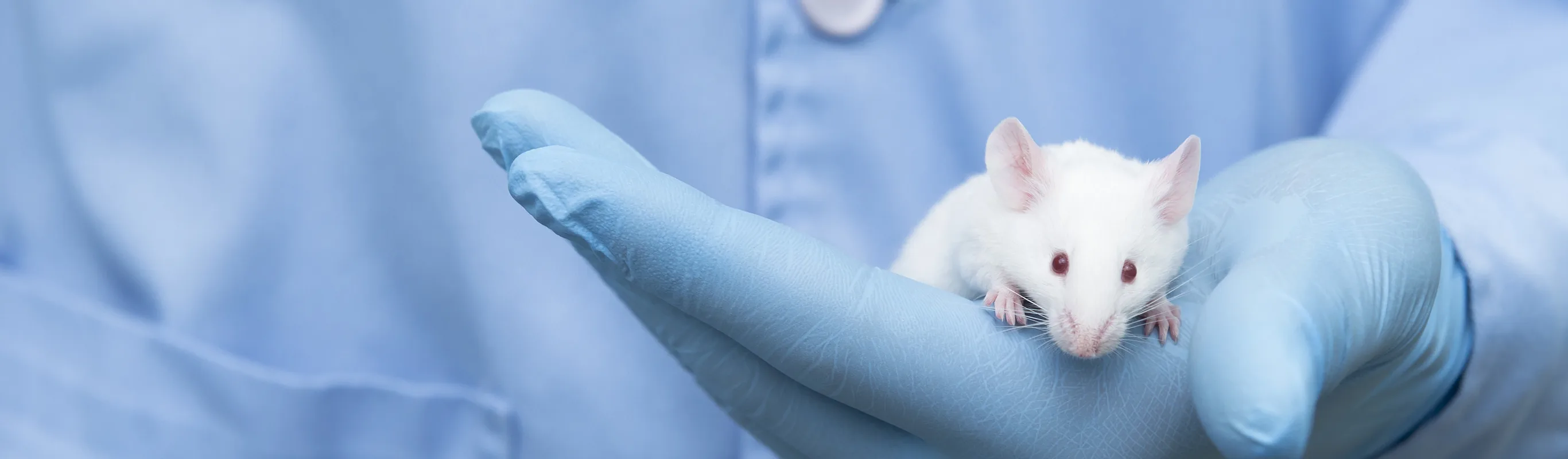 Mouse being held in hands Mouse being held in hands