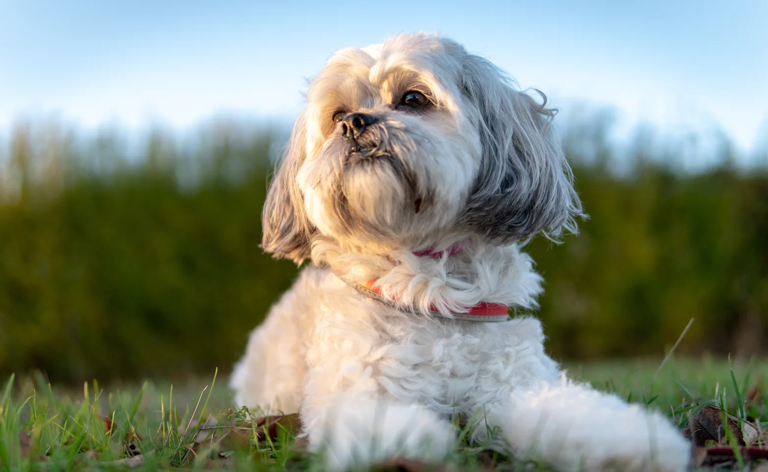 Shih Tzu Dog in Grass Shih Tzu Dog in Grass