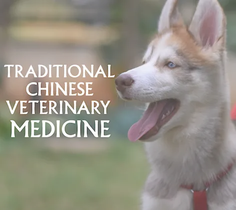 traditional chinese veterinary medicine 