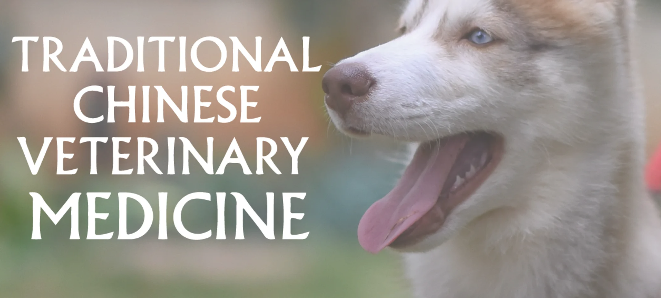 traditional chinese veterinary medicine traditional chinese veterinary medicine