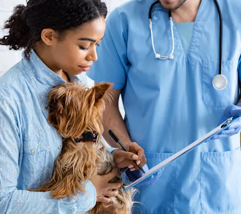 A person bringing their small dog to the vet for care