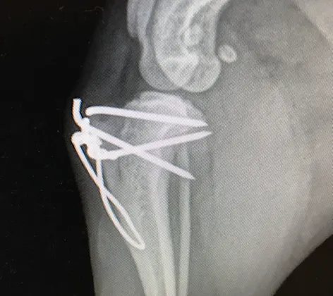 X-Ray of patellar luxation procedure X-Ray of patellar luxation procedure