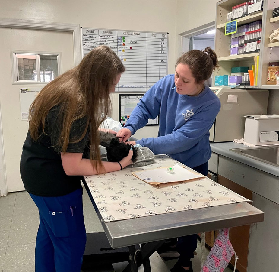 STAFF CHECKING UP ON CAT