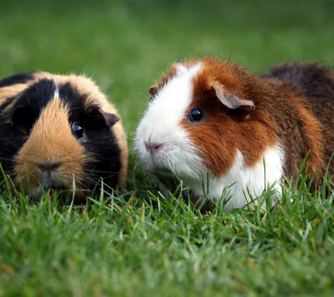 Guinea Pigs sitting in grass
