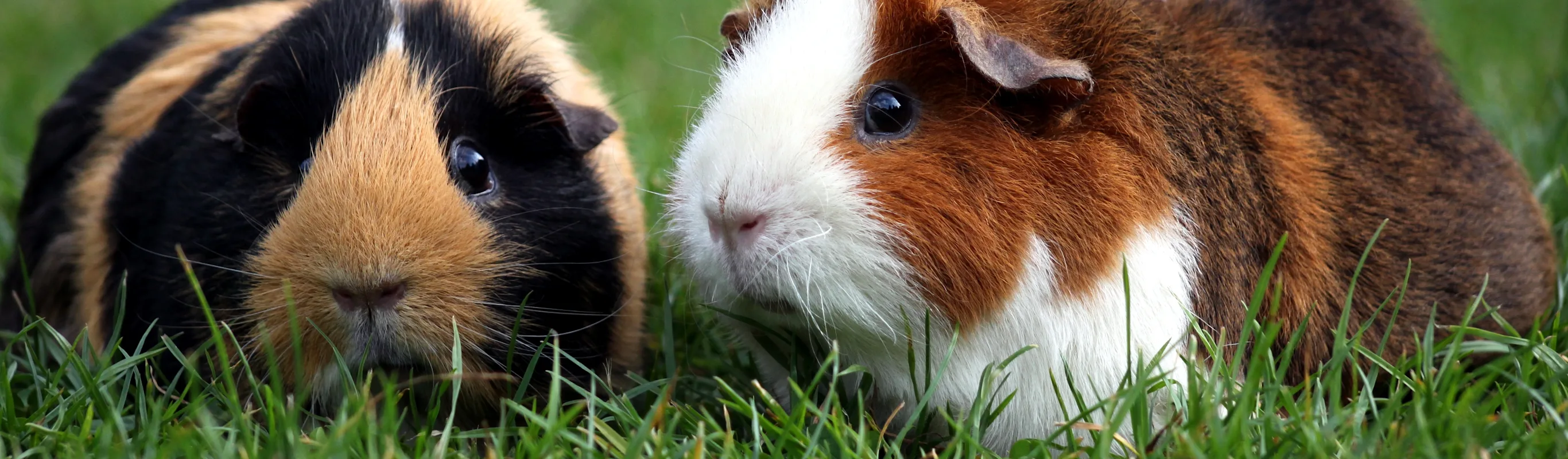 Guinea Pigs sitting in grass Guinea Pigs sitting in grass