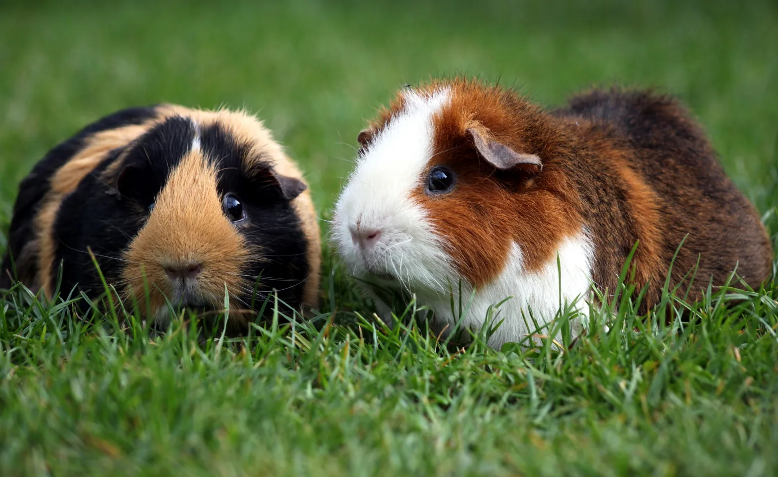 Guinea Pigs sitting in grass