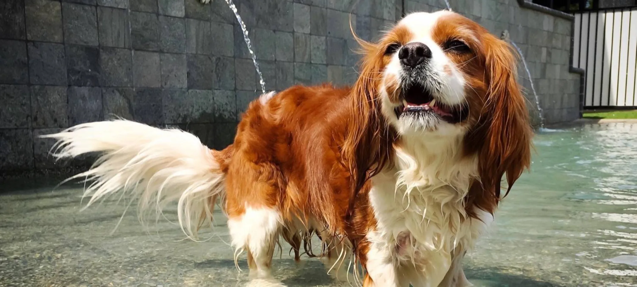 Dog in pool Dog in pool