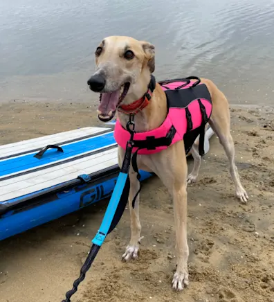 A greyhound with a life vest standing by the water A greyhound with a life vest standing by the water