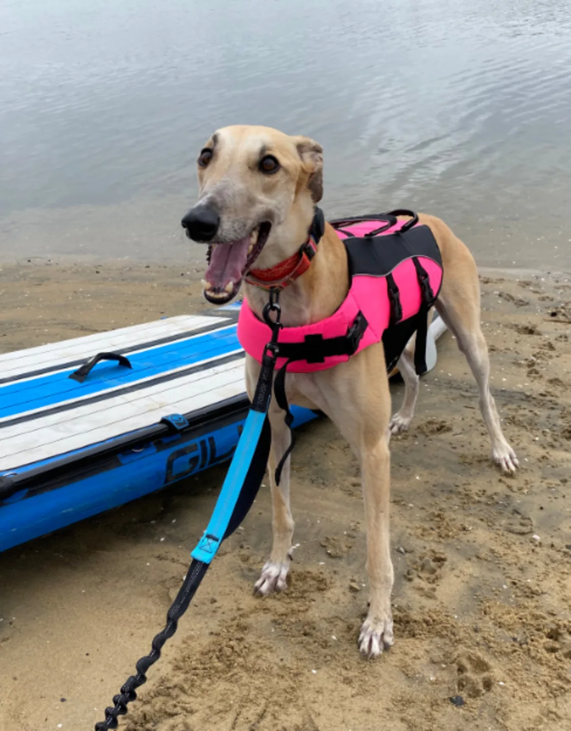 A greyhound with a life vest standing by the water A greyhound with a life vest standing by the water