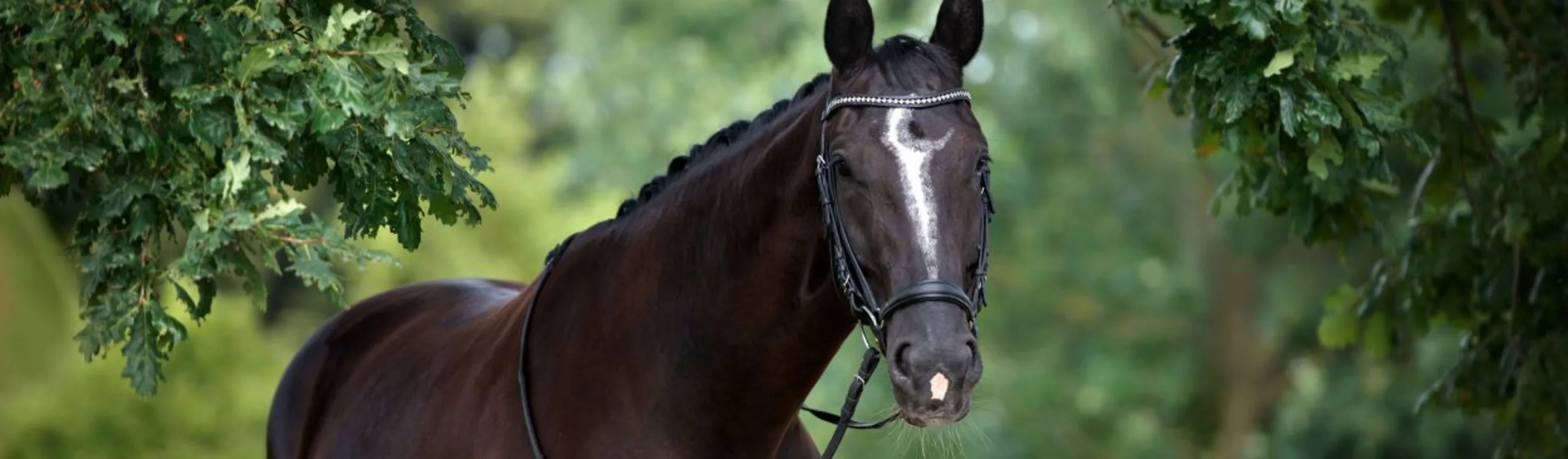 Brown horse standing in green forest Brown horse standing in green forest