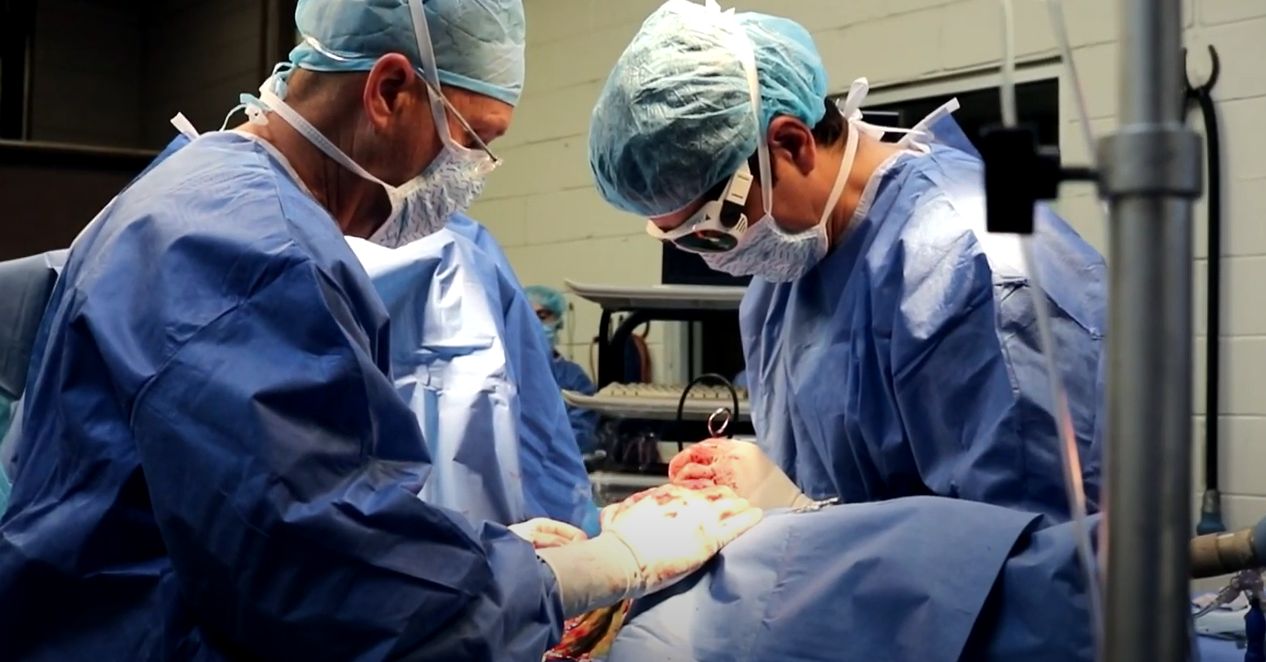 Photo of surgeons performing surgery on a horse at Oakridge Equine Hospital