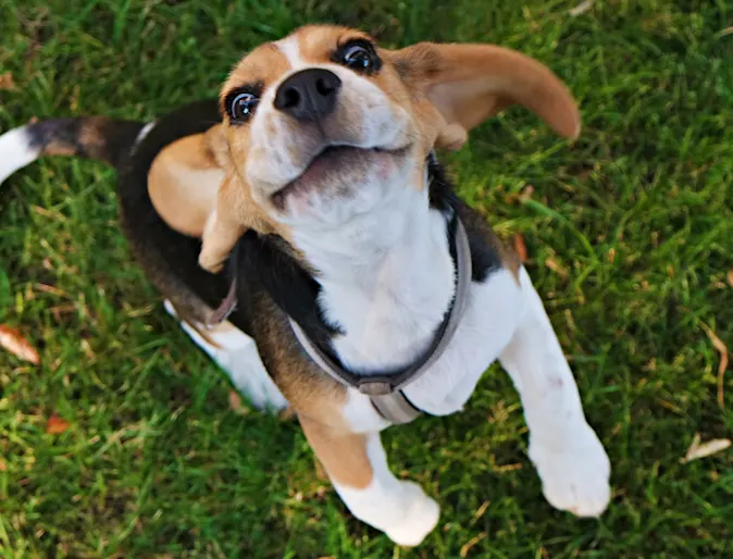 Dog outside looking up