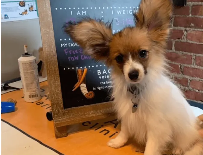 Dog sitting in front of a sign Dog sitting in front of a sign