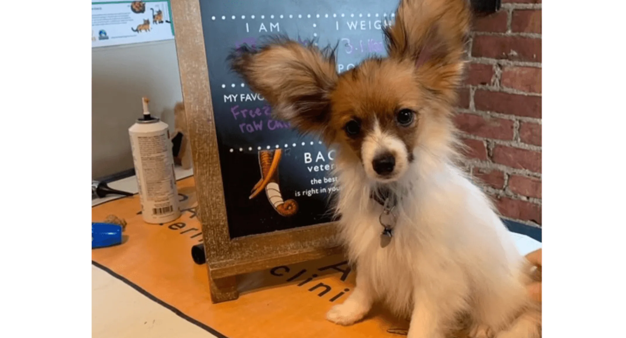 Dog sitting in front of a sign Dog sitting in front of a sign