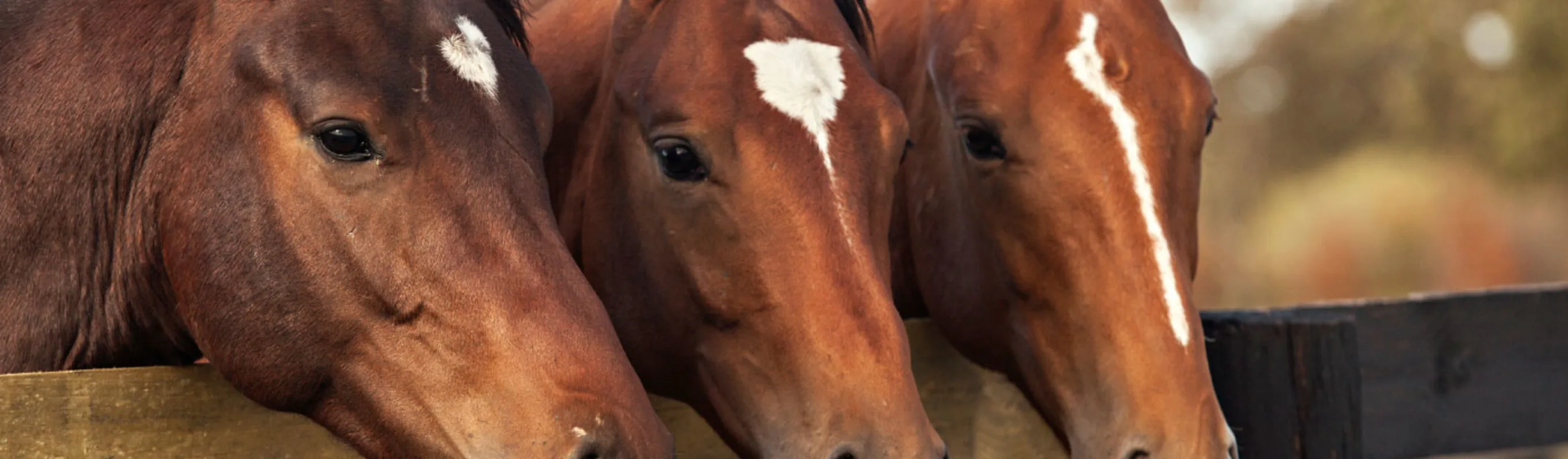 Horses on Fence Horses on Fence