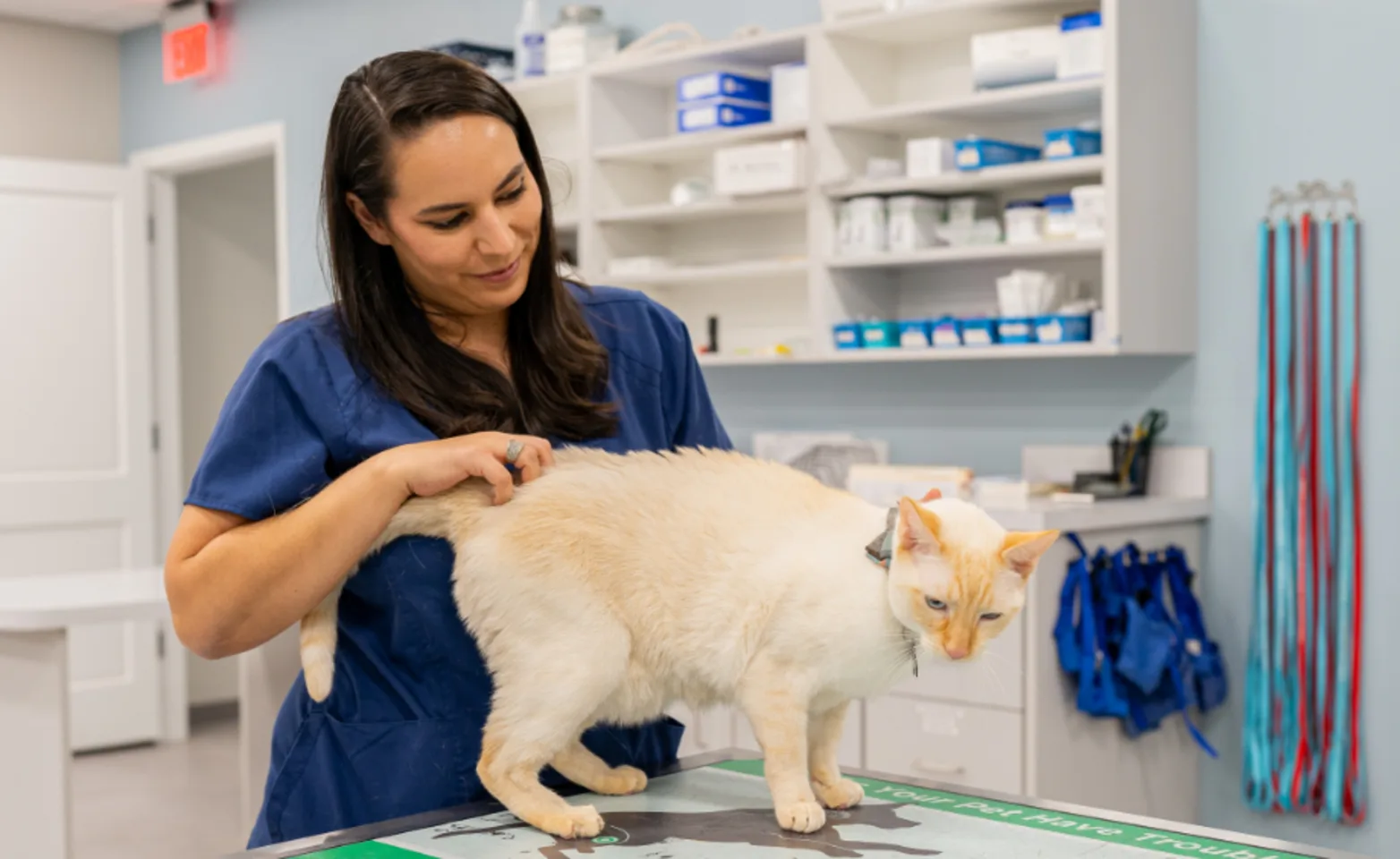 Vet with Cat