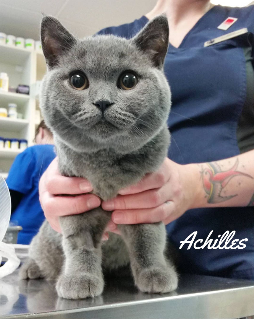 Grey cat named Achilles with Veterinarian at Blue Cross Animal Hospital
