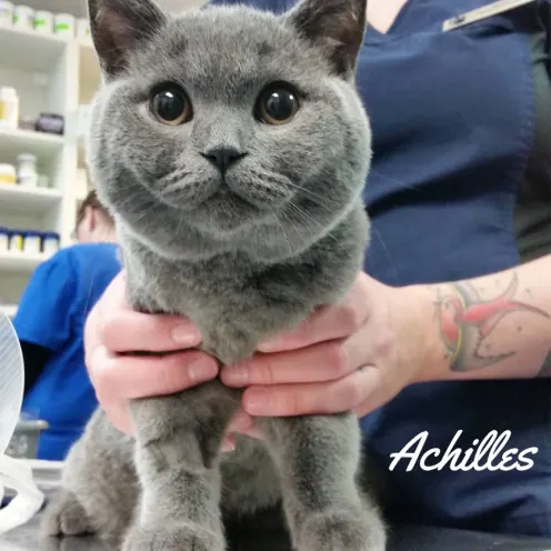 Grey cat named Achilles with Veterinarian at Blue Cross Animal Hospital