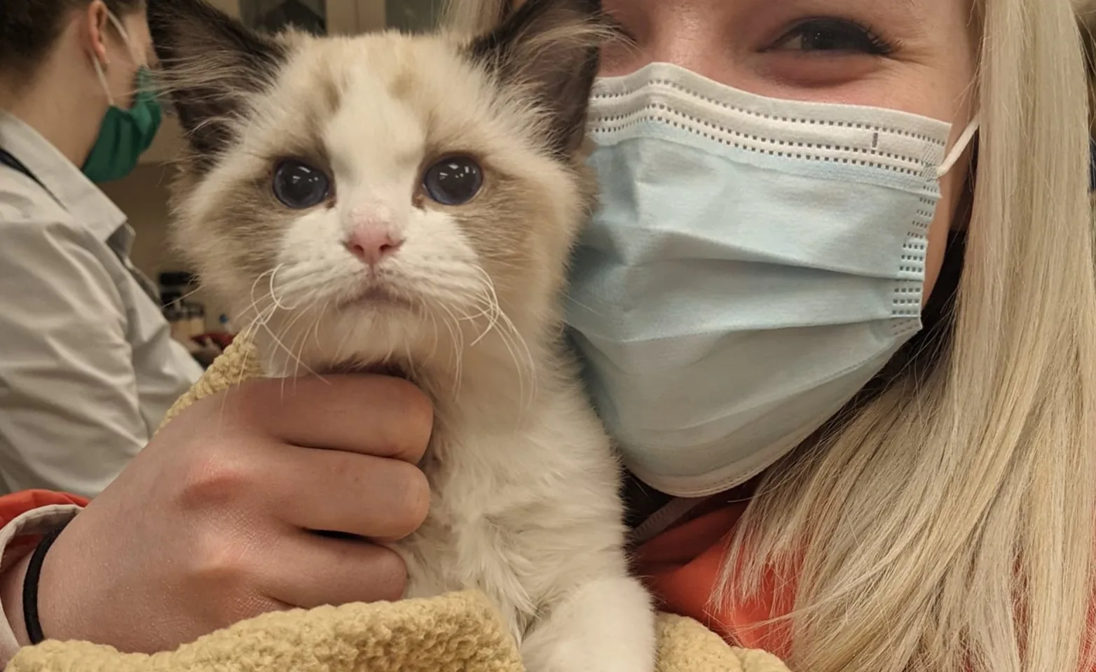a staff member wearing a face mask holds a kitten a staff member wearing a face mask holds a kitten
