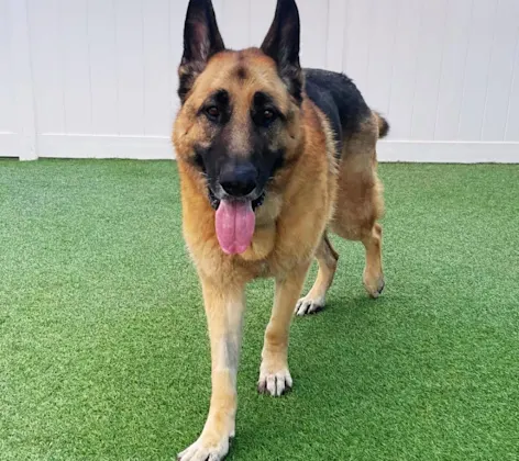 Dog with tongue out Dog with tongue out