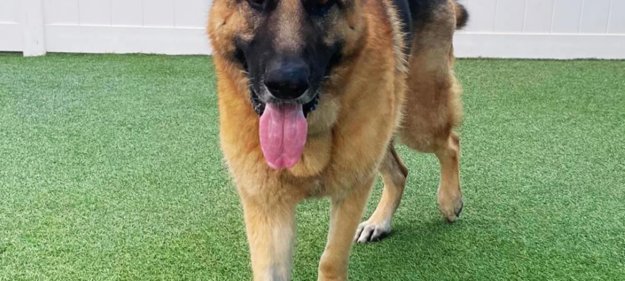 Dog with tongue out Dog with tongue out