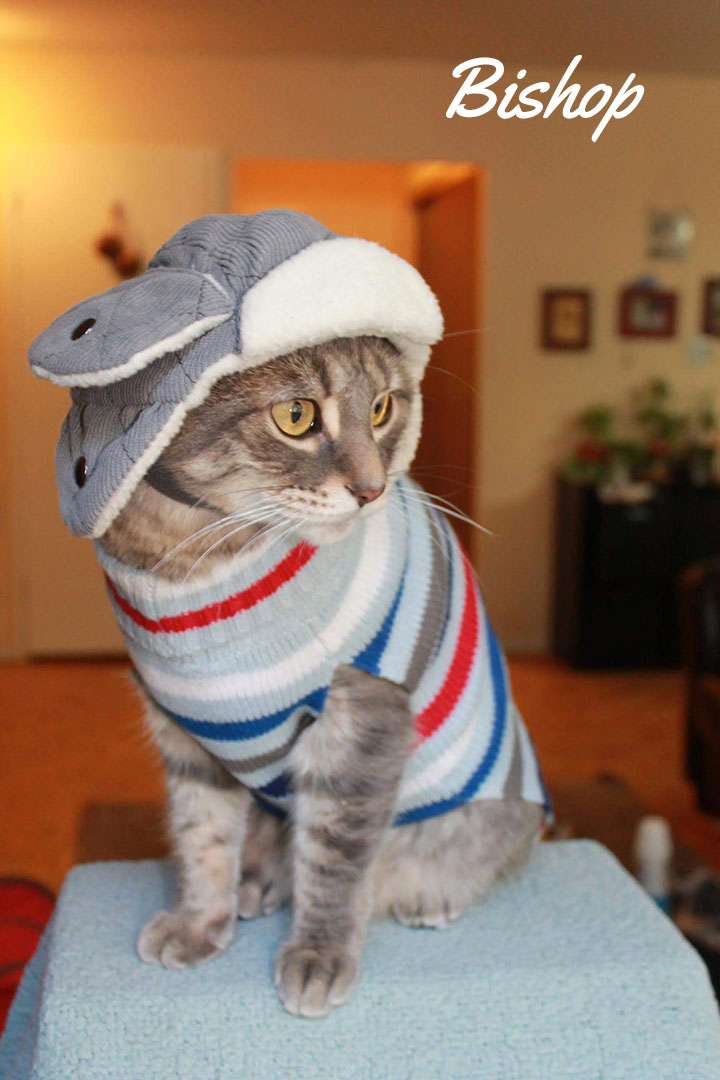 Grey cat named Bishop wearing a striped sweater