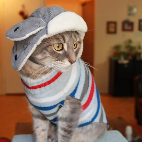 Grey cat named Bishop wearing a striped sweater Grey cat named Bishop wearing a striped sweater