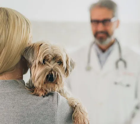 a woman hugging her cat talking to a vet a woman hugging her cat talking to a vet