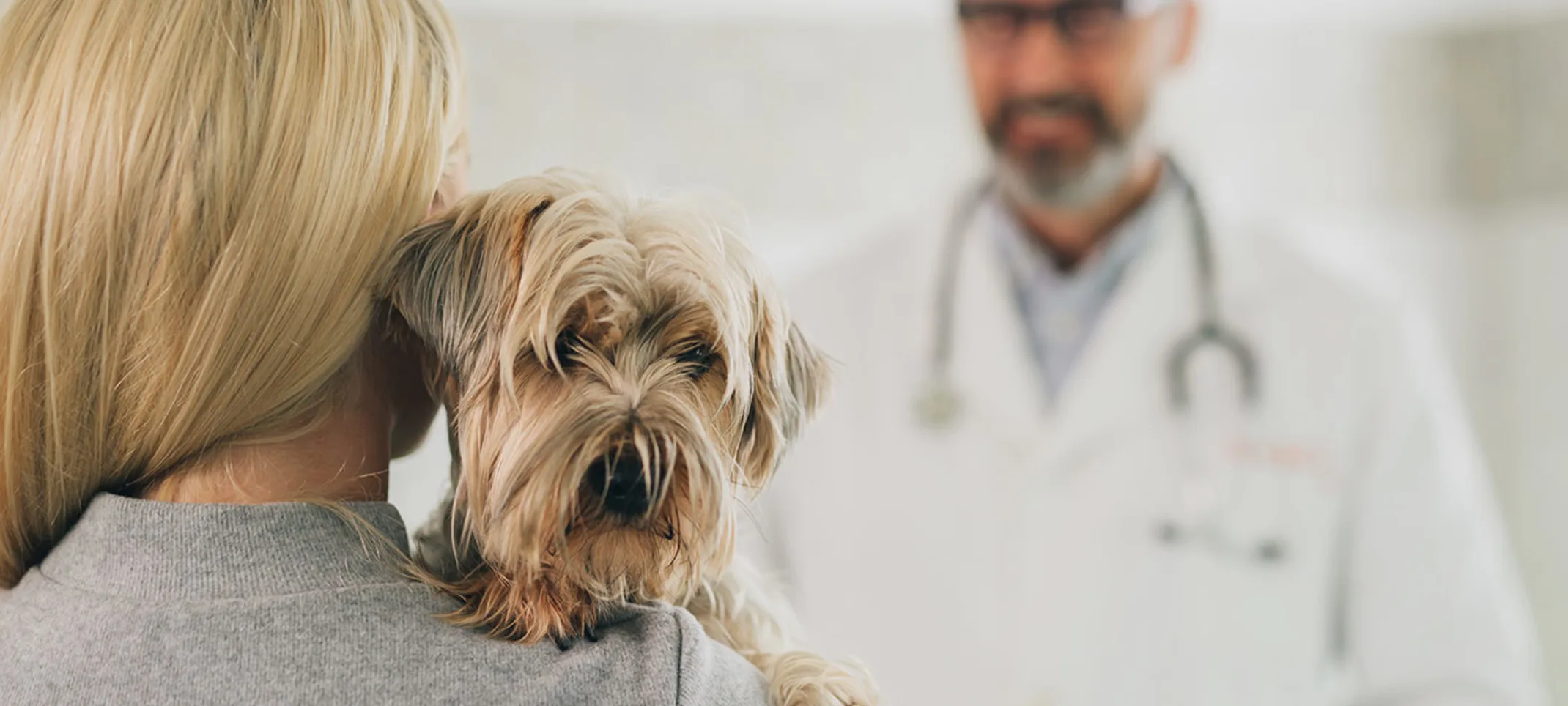 a woman hugging her cat talking to a vet a woman hugging her cat talking to a vet
