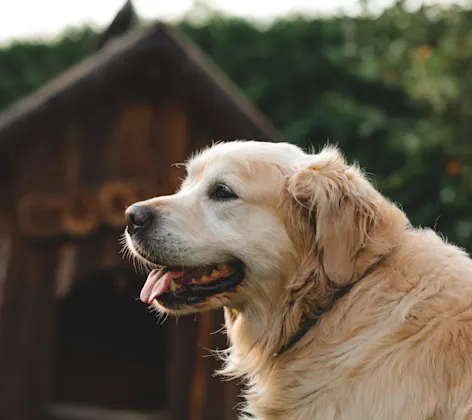 Older Senior Dog by Barn