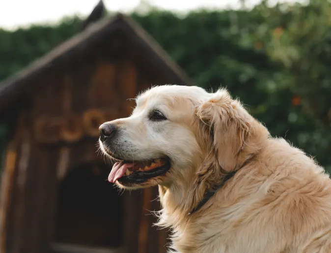 Older Senior Dog by Barn