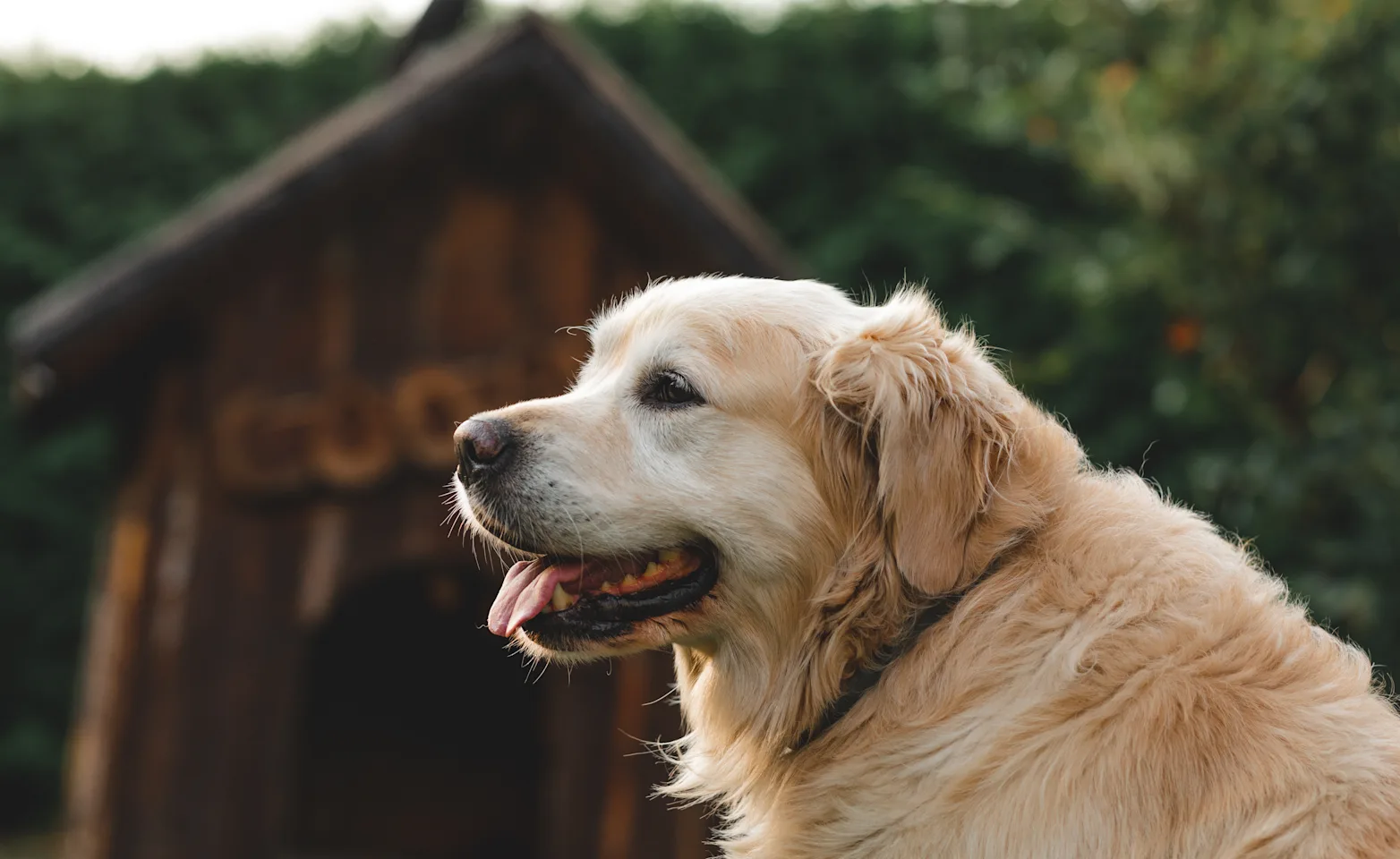 Older Senior Dog by Barn