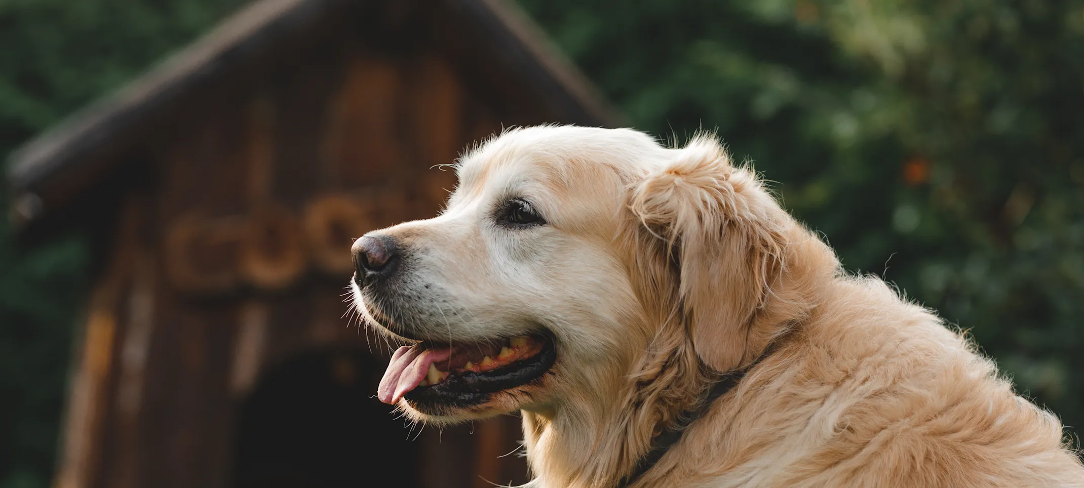 Older Senior Dog by Barn Older Senior Dog by Barn