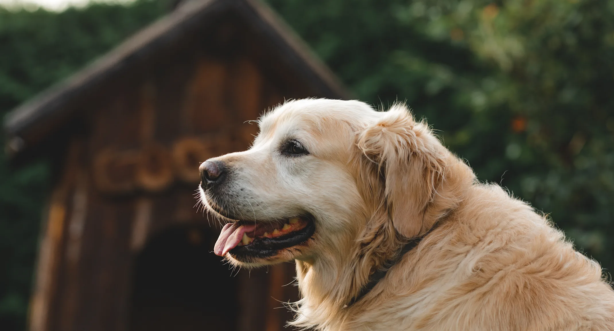 Older Senior Dog by Barn